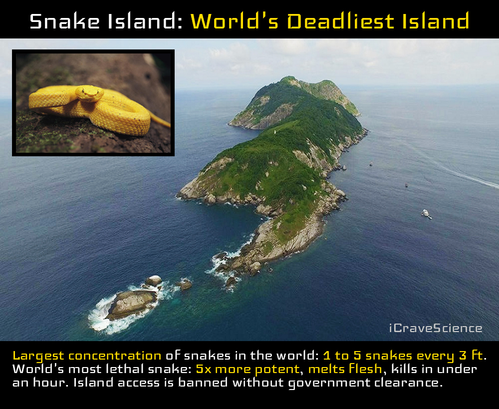 Deadliest Place On Earth Snake Island The Earth Images Revimageorg