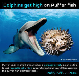 dolphins puffer intoxication humans species